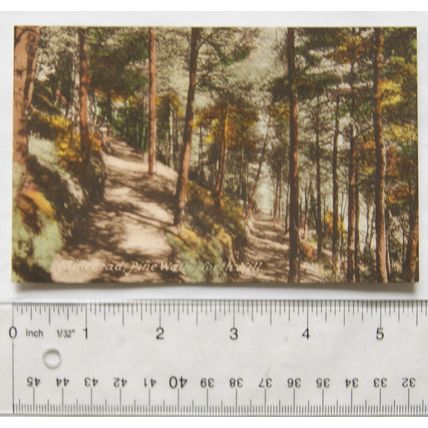 vintage postcard Minehead, Pine Walk, North Hill