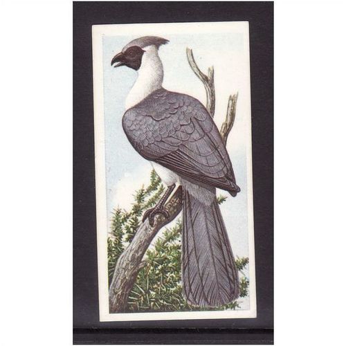Brook Bond INCREDIBLE CREATURES IN THE AIR WHITE- BELLIED GO AWAY BIRD No39 Mint