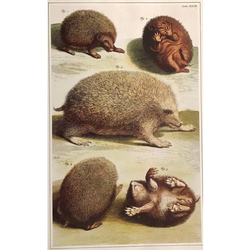 European Hedgehog P Tanje antique 1734 Print Lithograph Animal Art Decor Orig