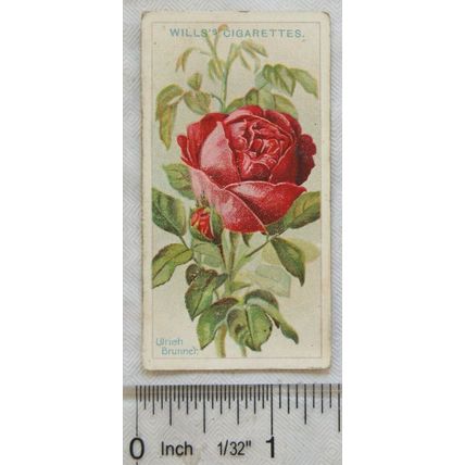 1912 Wills Roses No. 30 Ulrich Brunner
