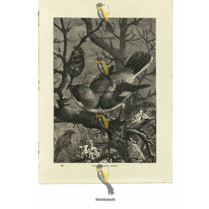 Great Grey Shrike, Book Illustration (Print), 1884