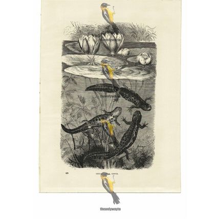 Great Water Newts, Book Illustration (Print), 1884