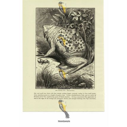 Surinam Toad, (Pipa americana), Book Illustration (Print), 1884