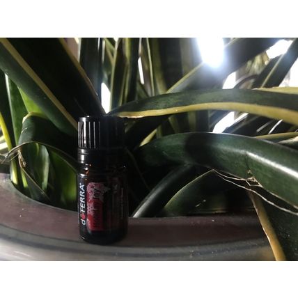 (3) doTERRA HOLIDAY JOY Holiday Blend 5 mL Essential Oil NEW & SEALED Exp 8/28