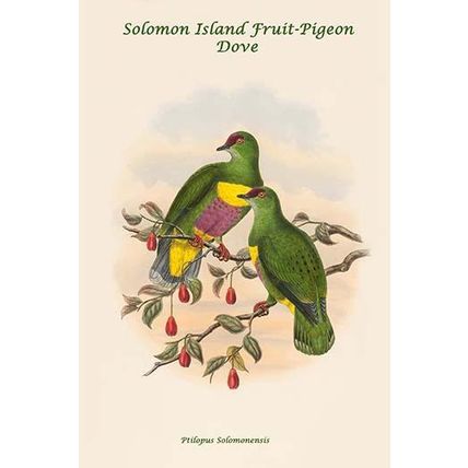 Ptilopus Solomonensis - Solomon Island Fruit-Pigeon - Dove 20 x 30 Poster