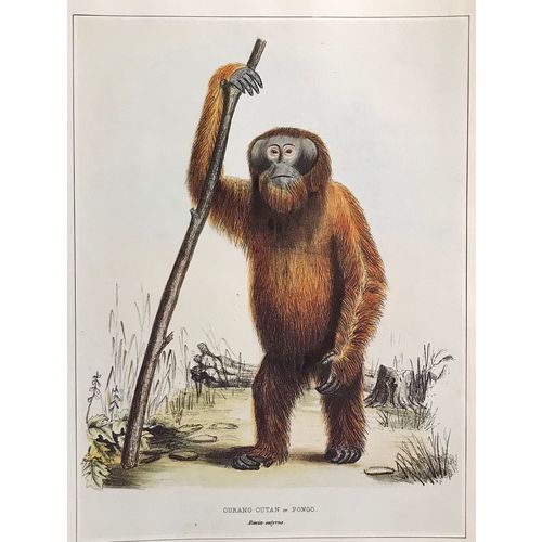 Orangutan Pongo antique J.E Gray Print Lithograph 1848 Animal Art Decor Orig