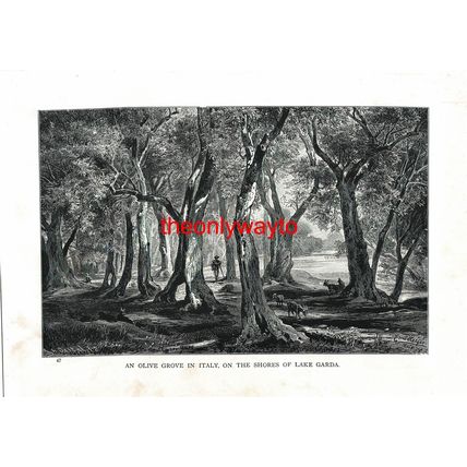 Olive Grove, Lake Garda, Italy, Book Illustration (Print), 1903