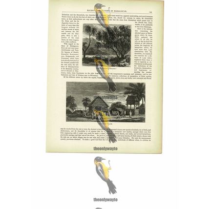 Madecasse Village & 'Pandanus Muricatus' , Madagascar, Book Illustration, c1880