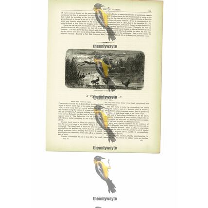 Denizens OF The Swamp, Florida, USA, Book Illustration (Print), c1880