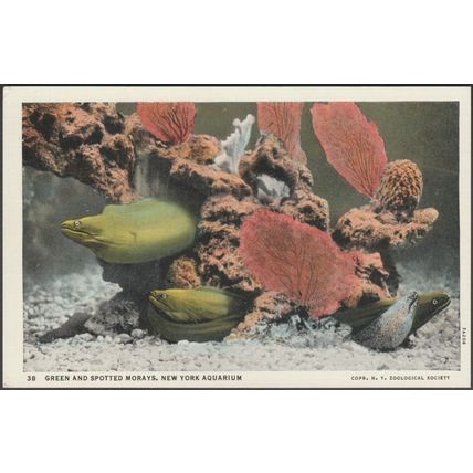 Green and Spotted Morays, New York Aquarium, 1937 - Curt Teich Postcard