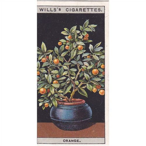Wills Flower Culture In Pots Card No. 36 Orange
