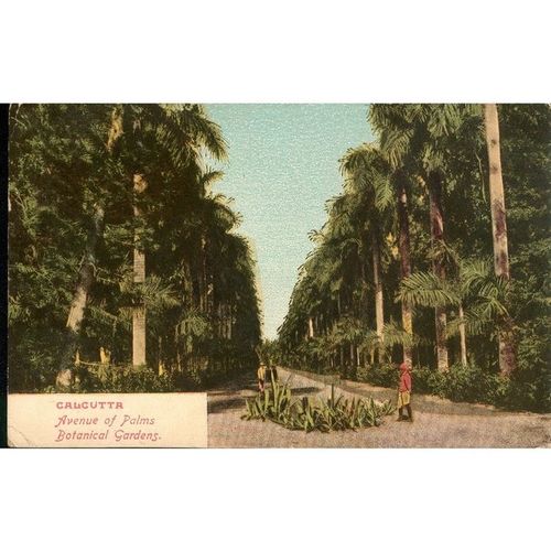 Antique India PC 1905 - Calcutta - Avenue Of Palms, Botanical Gardens