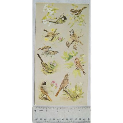 Coloured illustration: song birds