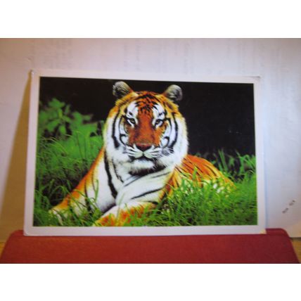 A GORGEOUS TIGER, KERALA, INDIA large used postcard 2009? pm =