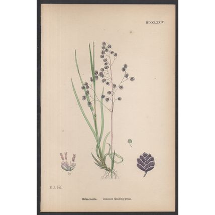 COMMON QUAKING-GRASS 1872 John Edward Sowerby PLANT PRINT
