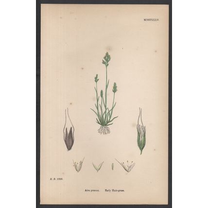 EARLY HAIR-GRASS 1872 John Edward Sowerby PLANT PRINT