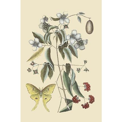Philadelphus - Mock Orange 20 x 30 Poster