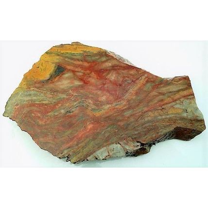 Petrified Wood 2 Specimen Slab Cabbing Rough