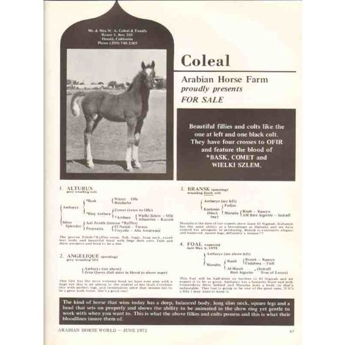 coleal arabian horse farm 1972 alturus angelique stud vintage ad