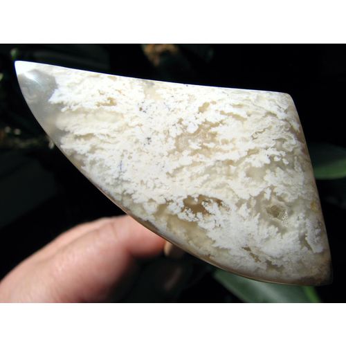 Stinkingwater Plume Agate Large Tooth Cabochon: White Plumes; 108.6 cts; Oregon