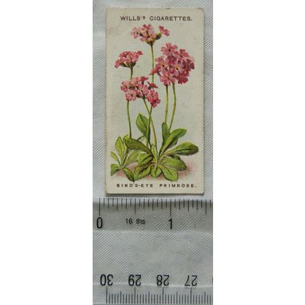 1913 Wills, Alpine Flowers No. 44 Bird's-eye Primrose