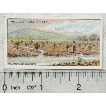 1915 Wills Overseas Dominions Australia No. 20 Young Irrigated Orchard, Victoria