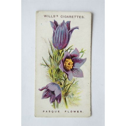 1913 Wills, Alpine Flowers No. 41 Pasque Flower