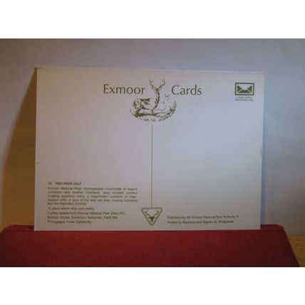 RED DEER CALF/FAWN Somerset unused postcard. Exmoor National Park =