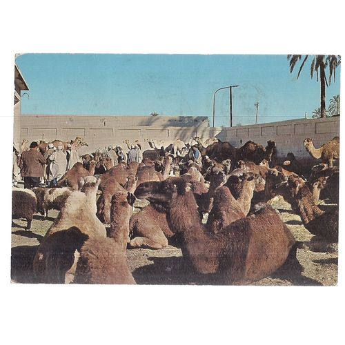 CAMELS, TRIPOLI, LIBYA used vintage postcard 1975 postmark =