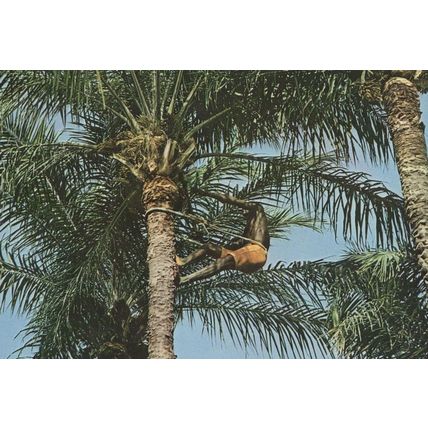 Palm Wine Gathering Tree Climbing African Postcard