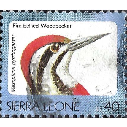 SIERRA LEONE, BIRD, Fire-bellied Woodpecker, blue 1992, 40leone