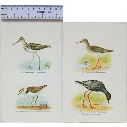 Coloured illustration: Greenshank, Kentish Plover, Redshank, Spotted Redshank