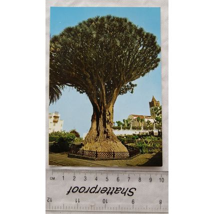 1970s postcard Tenerife, Thousand Year Old Tree in Icod de Los Vinos