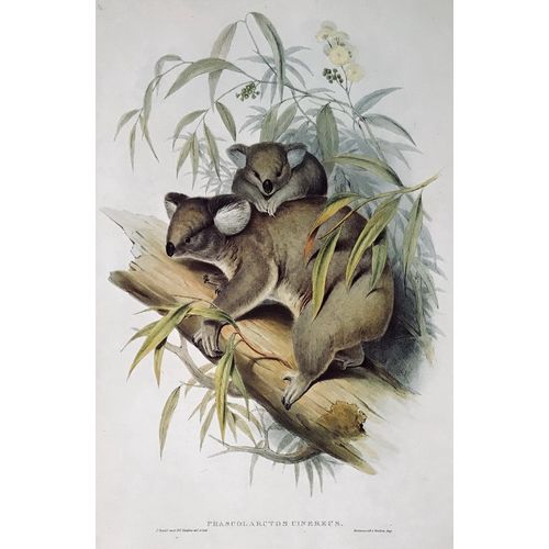 KOALA antique Print Lithograph by J Gould Animal Art Decor Orig to frame gift