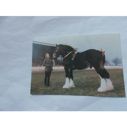 HORSES X 6 (07/02)