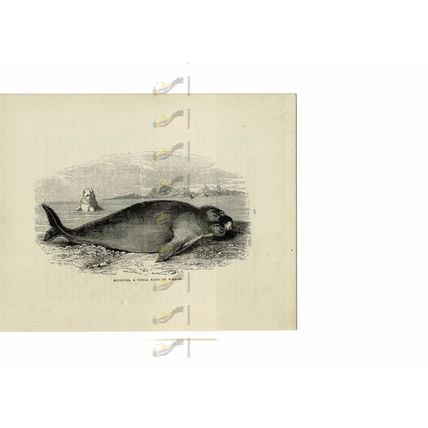Dugongs, French Polynesia, Book Illustration (Print), 1894