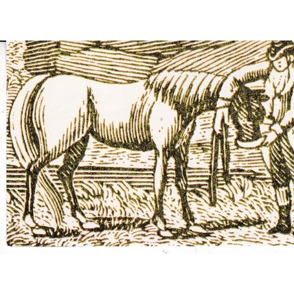 Cruelty to Horses RSPCA AdvertisingPostcard unused VGC