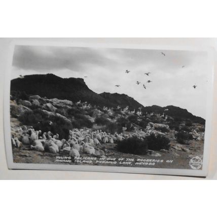 Pelicans] Anaho Island, Pyramid Lake, Nevada : 3 RPPC Antique Photo Postcards