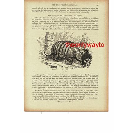 Poyou (Argentine Armadillo), Book Illustration (Print), 1896