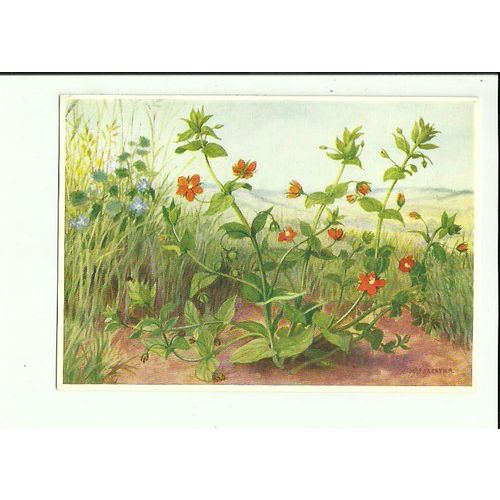 Art PIMPERNEL (Wild Flowers) Medici Society Postcard (P.C. 932)