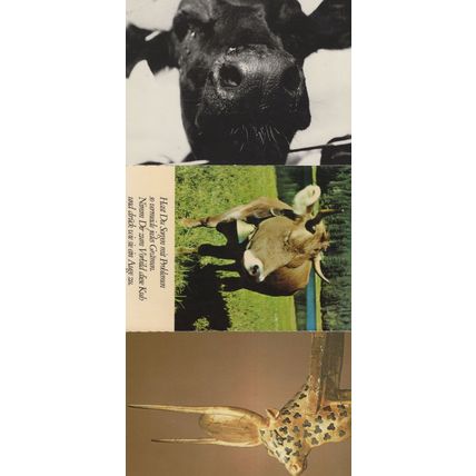 Egyptian Dutch 3x Unusual Cow Postcard s