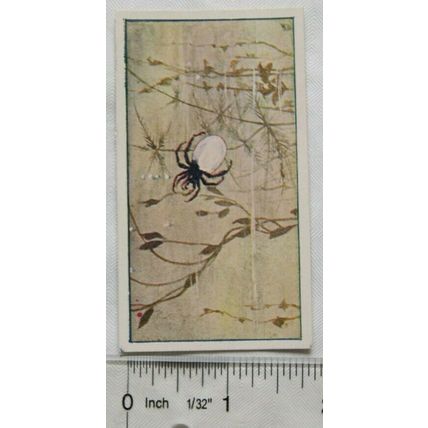 Vintage: Dutch card Jac. P. Thijsse, Lente No. 102 Waterspin