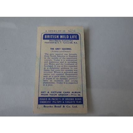 1958 Brooke Bond & CO Ltd British Wild Life Card # 19 of 50 The Grey Squirrel