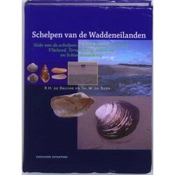 Schelpen Van De Waddeneilanden