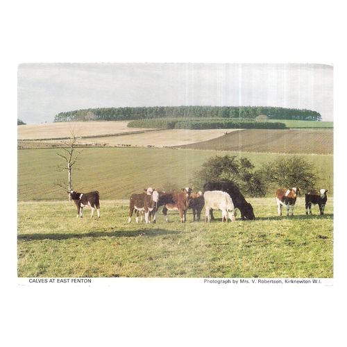 EAST FENTON. Kirknewton W.I. unused postcard Northumberland W.I. #