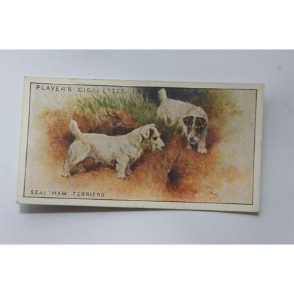 1925 John Player & Sons Dogs No. 46 Sealyham Terriers