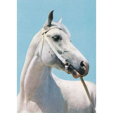 Colour Postcard - White Horse