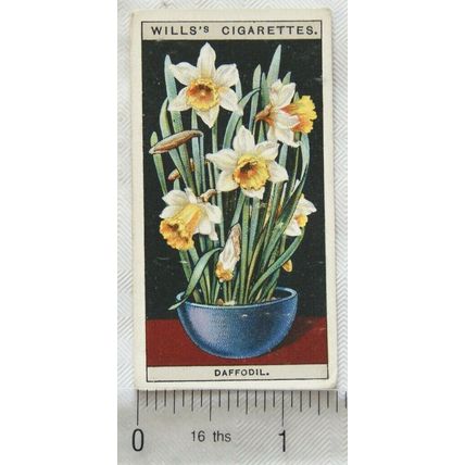 1925 Wills Flower Culture in Pots No. 21 Daffodil
