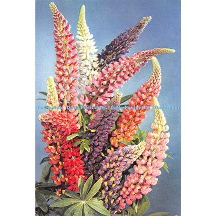 D025219 Russell Lupin. Dixon. 1976