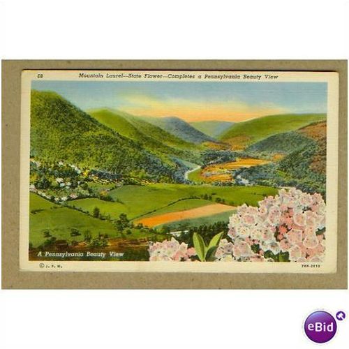 MOUNTAIN LAUREL, STATE FLOWER, PENNSYLVANIA